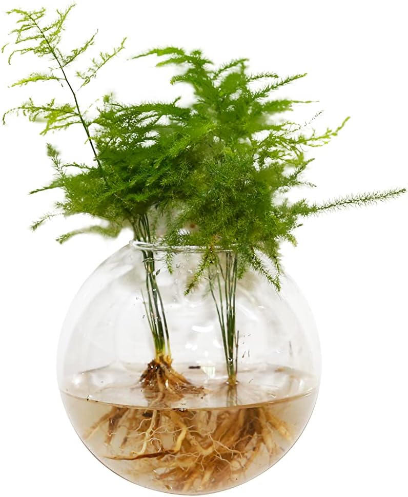 8 Pack Wall Hanging Planters Hanging Glass Terrariums Wall Glass Vases