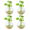 Pack of 4 Wall Hanging Plant Terrariums Hanging Glass Planter Glass Orbs