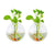 Pack of 2 Gladd Wall Hanging Planters Glass Plant Terrarium Indoor Planters