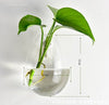 5 Packs Wall Hanging Planters Glass Plant Pots Plant Containers Glass Vases