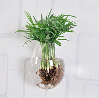 5 Packs Wall Hanging Planters Glass Plant Pots Plant Containers Glass Vases