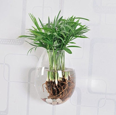 Pack of 6 Glass Wall Hanging Planters Glass Plant Terrarium Indoor Planter