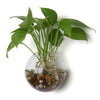 Pack of 4 Wall Hanging Plant Terrariums Hanging Glass Planter Glass Orbs
