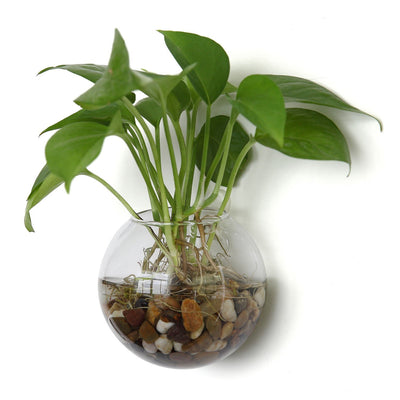 Pack of 4 Wall Hanging Plant Terrariums Hanging Glass Planter Glass Orbs