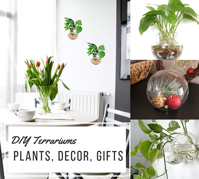 Pack of 4 Wall Hanging Plant Terrariums Hanging Glass Planter Glass Orbs