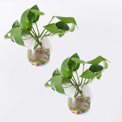 Pack of 6 Glass Wall Hanging Planters Glass Plant Terrarium Indoor Planter